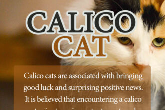 calico cat spiritual meaning