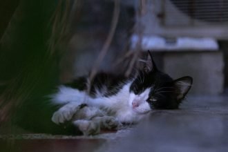 black and white cat crossing your path