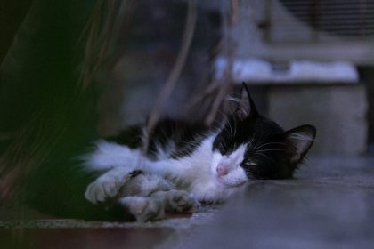 black and white cat crossing your path