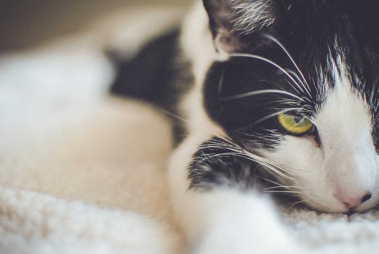 The Spiritual Meaning of a Black and White Cat Crossing Your Path