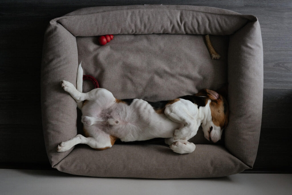 feng shui dog's bed