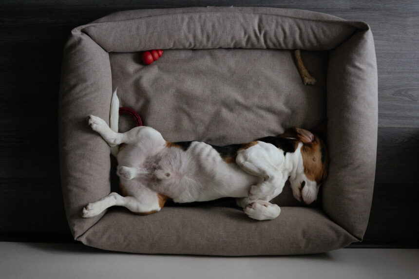 feng shui dog's bed
