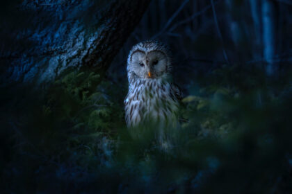 hearing an owl at night spiritual meaning