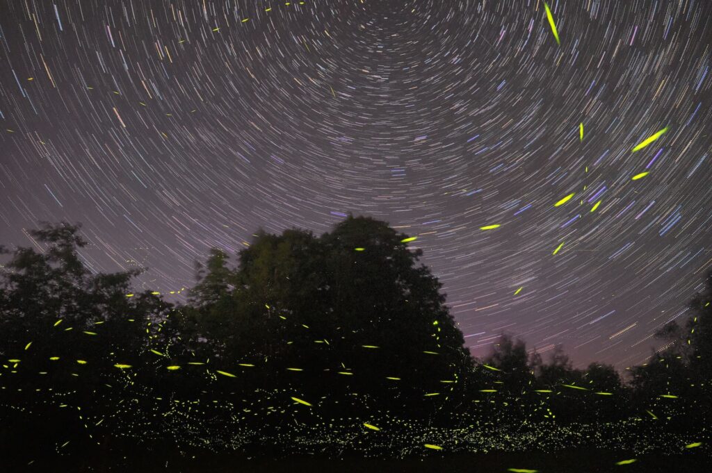 lightning bug spiritual meaning