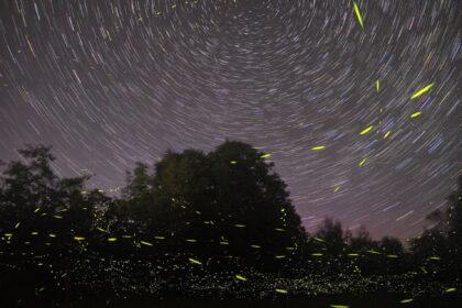 lightning bug spiritual meaning