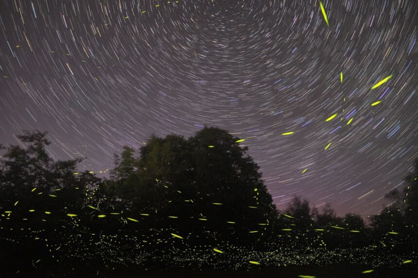 lightning bug spiritual meaning