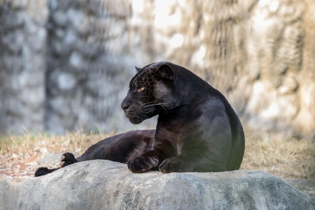 que significa soñar con una pantera negra