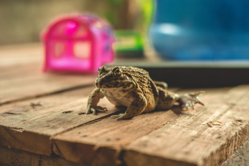 when a frog visits you spiritual meaning