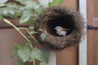 bird nest at front door