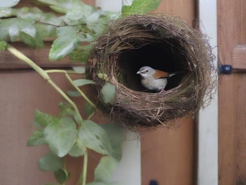 bird nest at front door
