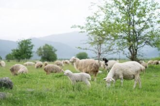 sheep walking in circle
