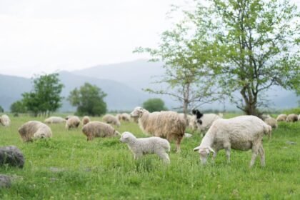 sheep walking in circle
