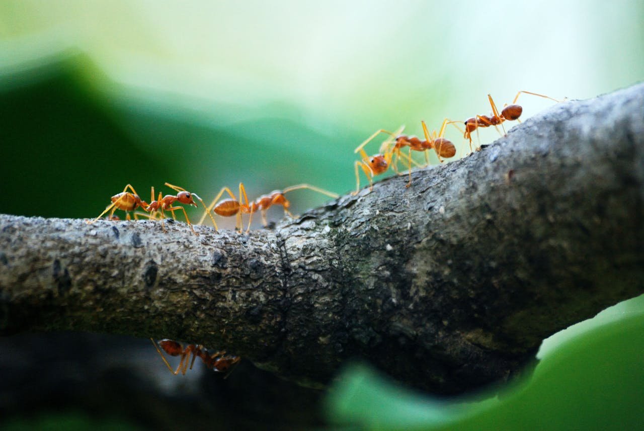 17 Animals That Symbolize Strength in the Real World