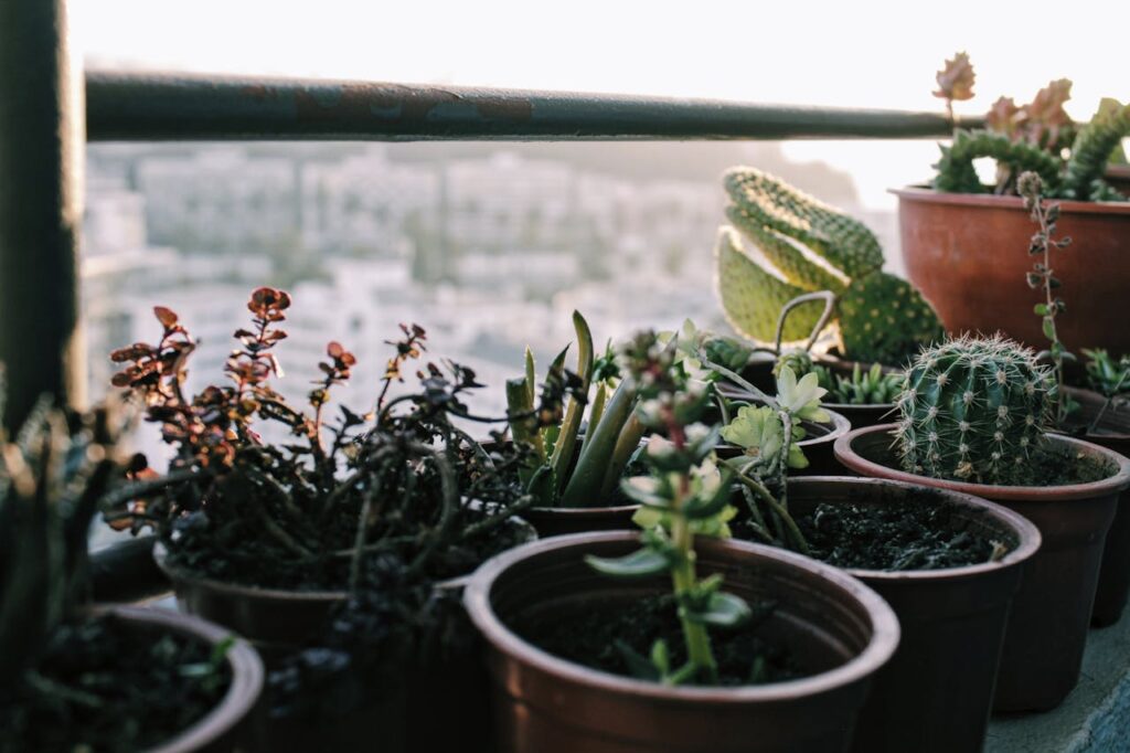 cactus symbolism