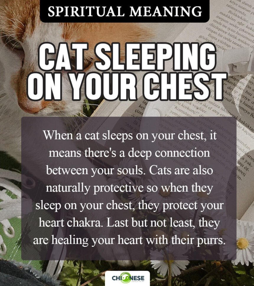 cat sleeping on my chest spiritual meaning