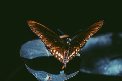 moth spiritual meaning