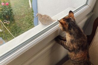 Spiritual Meaning of Cat Bringing Bird