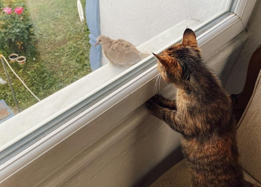 Spiritual Meaning of Cat Bringing Bird
