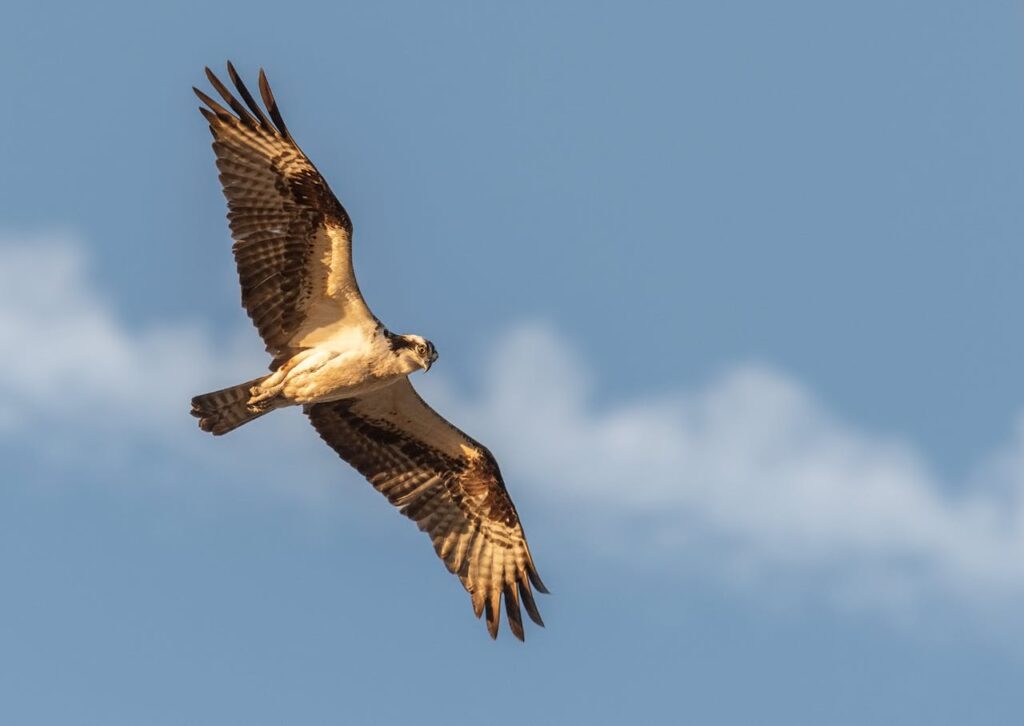 falcon good luck