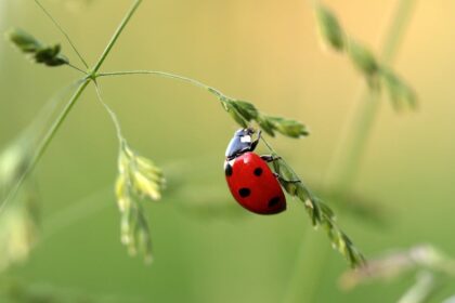 ladybug sign from deceased
