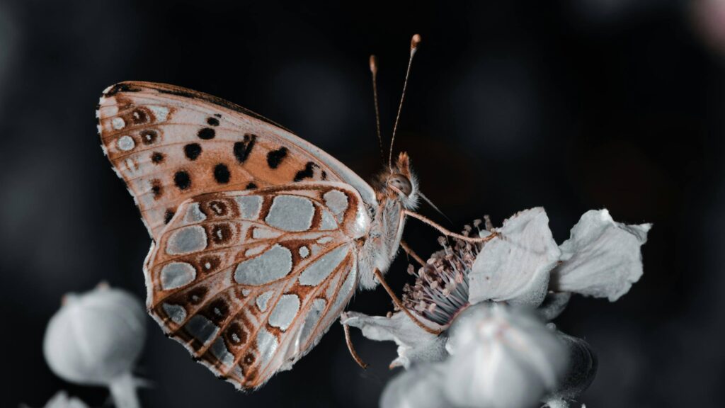 Hackberry Emperor
