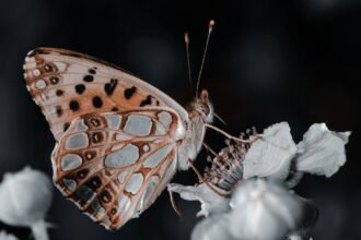 Hackberry Emperor