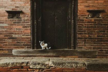 cat poop on doorstep spiritual meaning