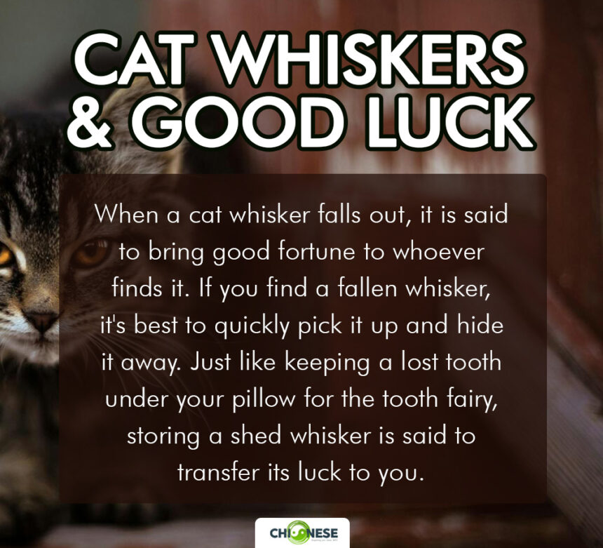 cat whiskers good luck