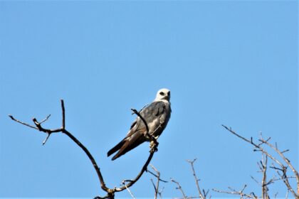 mississippi kite spiritual meaning
