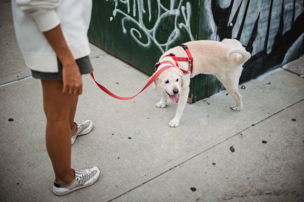 spiritual meaning of dog peeing on you