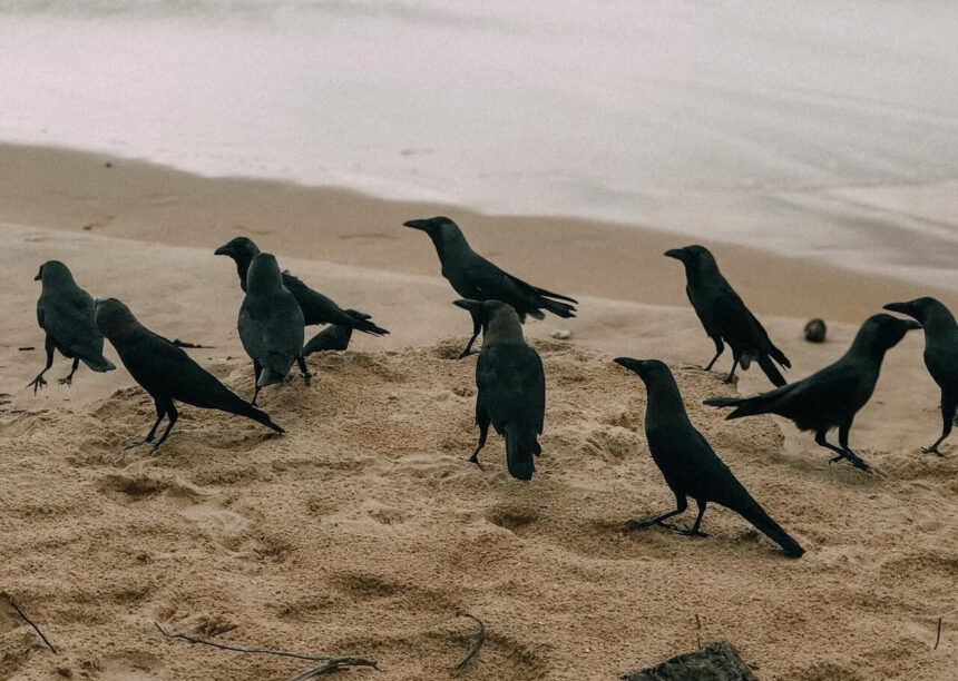 crows gathering in large numbers spiritual meaning