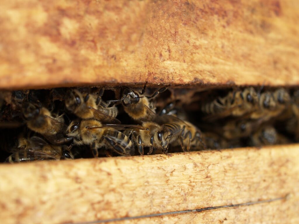 dead bees in house spiritual meaning