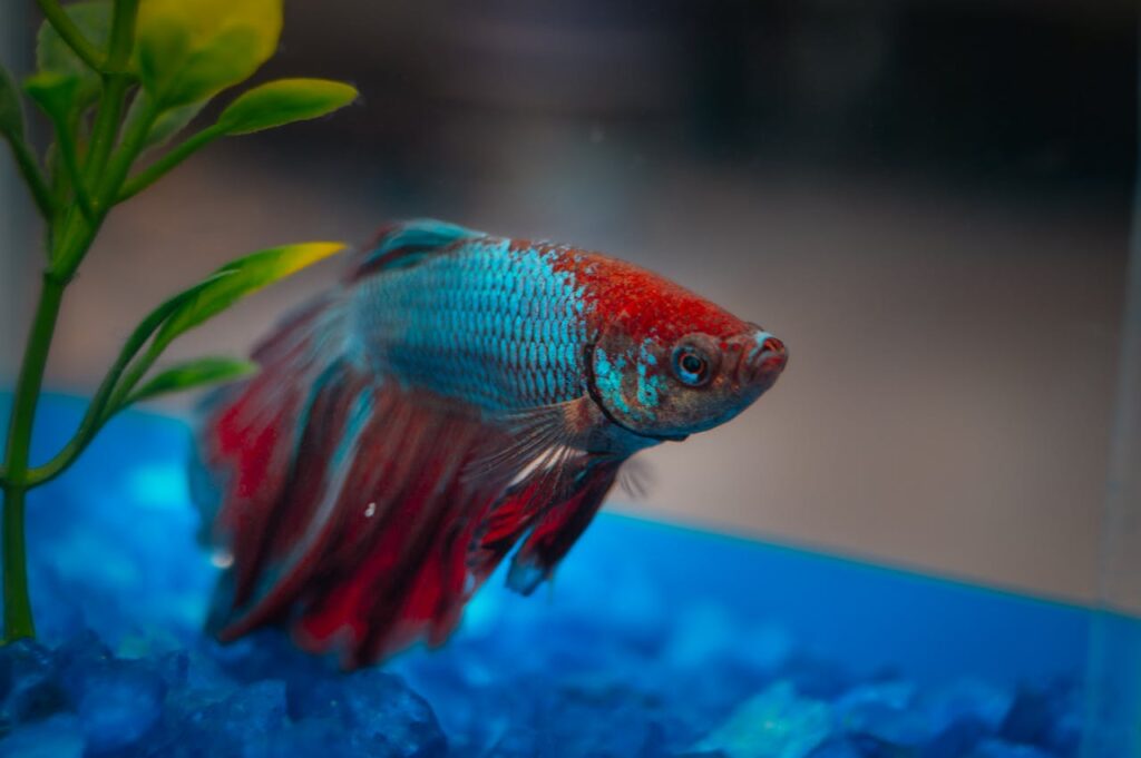 betta fish symbolism