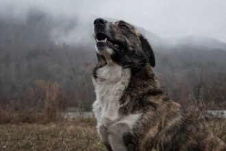 dogs barking at night spiritual meaning