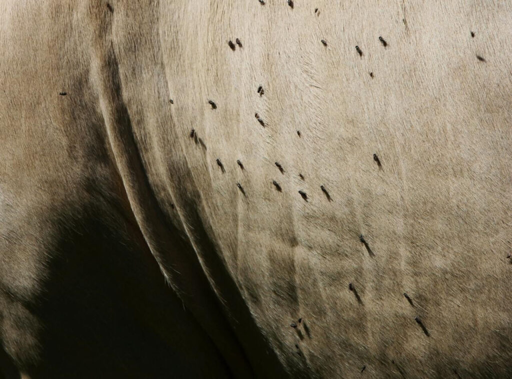 Spiritual Meaning of Flies in Your House