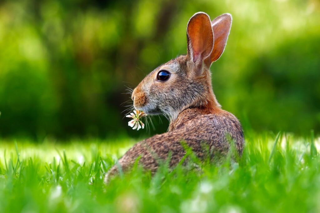 Spiritual Meaning of Seeing A Dead Rabbit