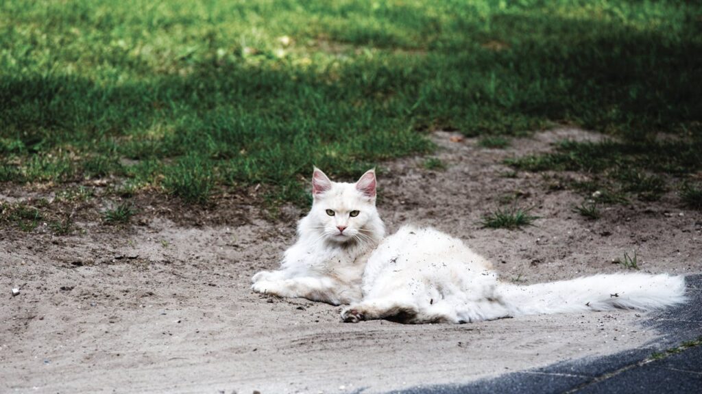 spiritual meaning of a white cat crossing your path