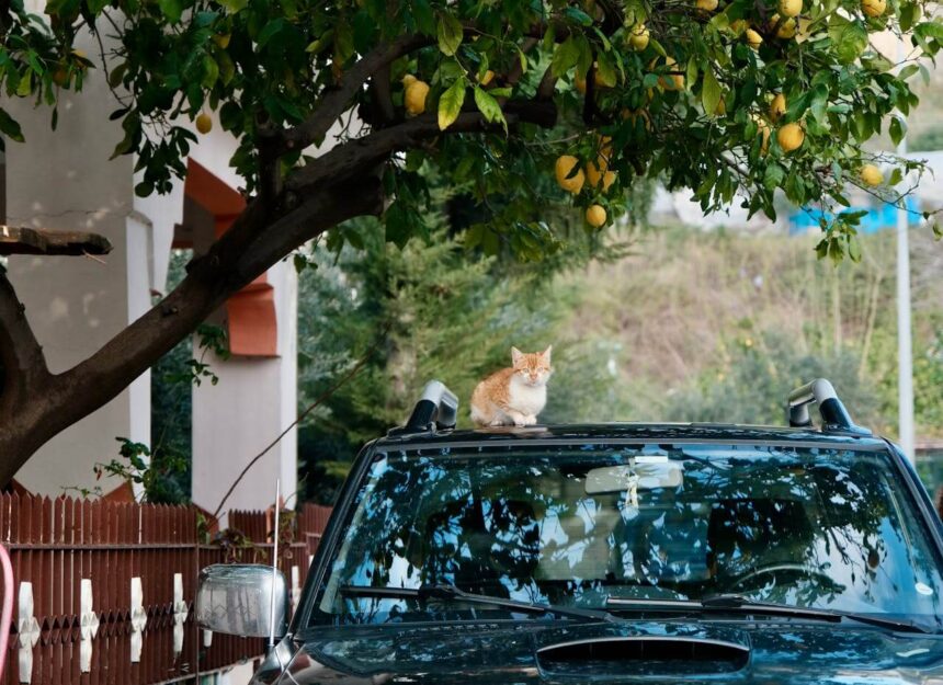 cat on top of car spiritual meaning