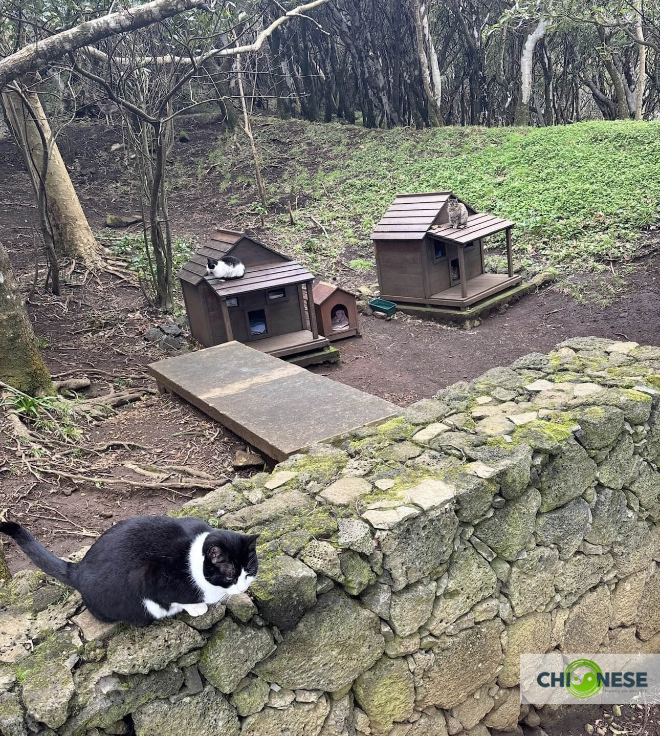 Cat Colony On Monte Brasil: Terceira’s Free-Roaming Cats in the Azores