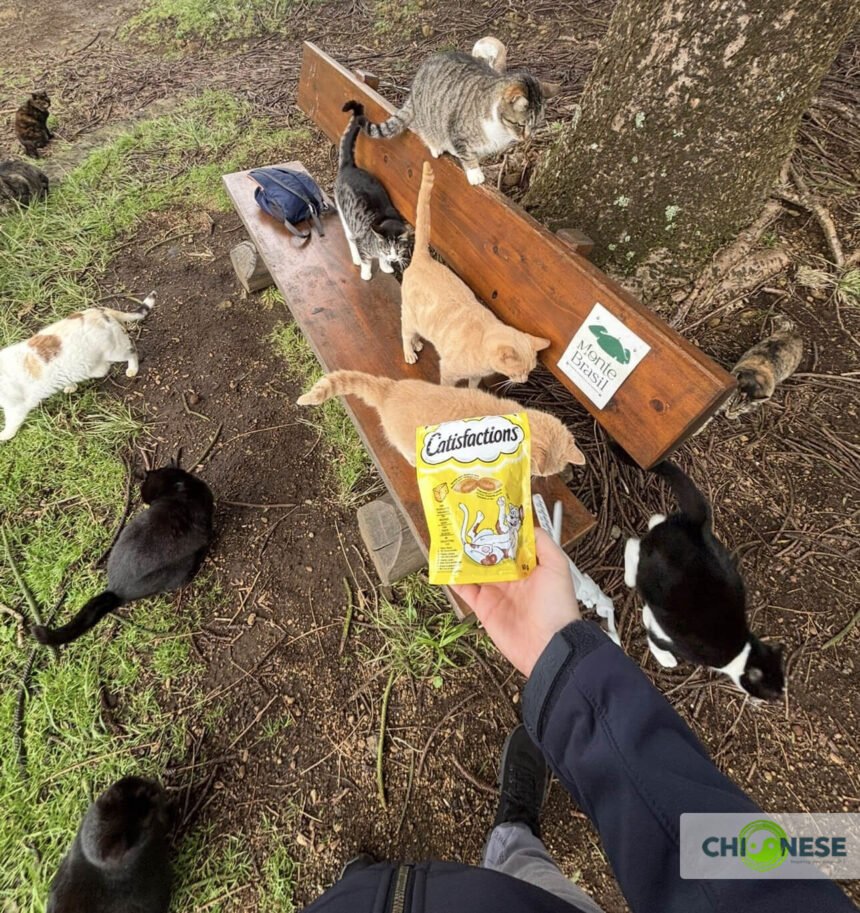 cat colony on monte brasil