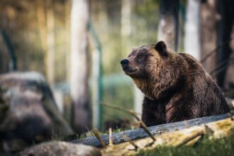 dream about bear attacking family
