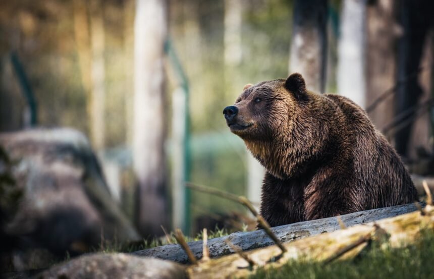 dream about bear attacking family