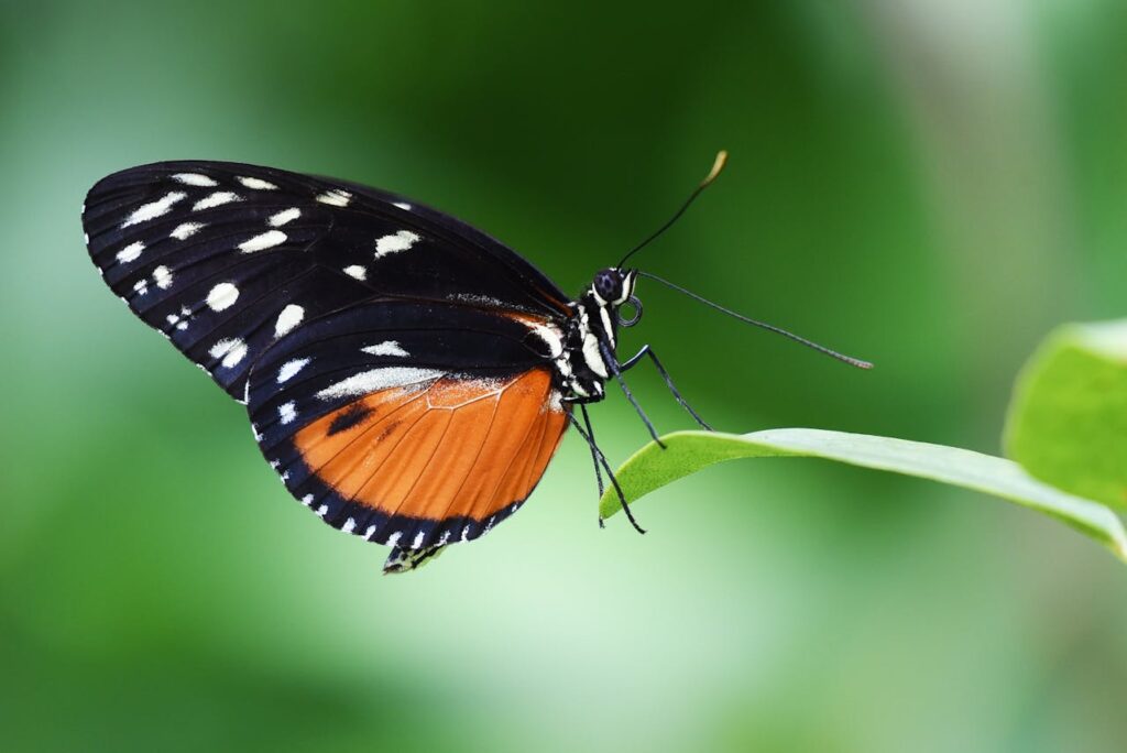 Farfalla nera e arancione