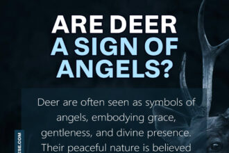 are deer a sign of angels