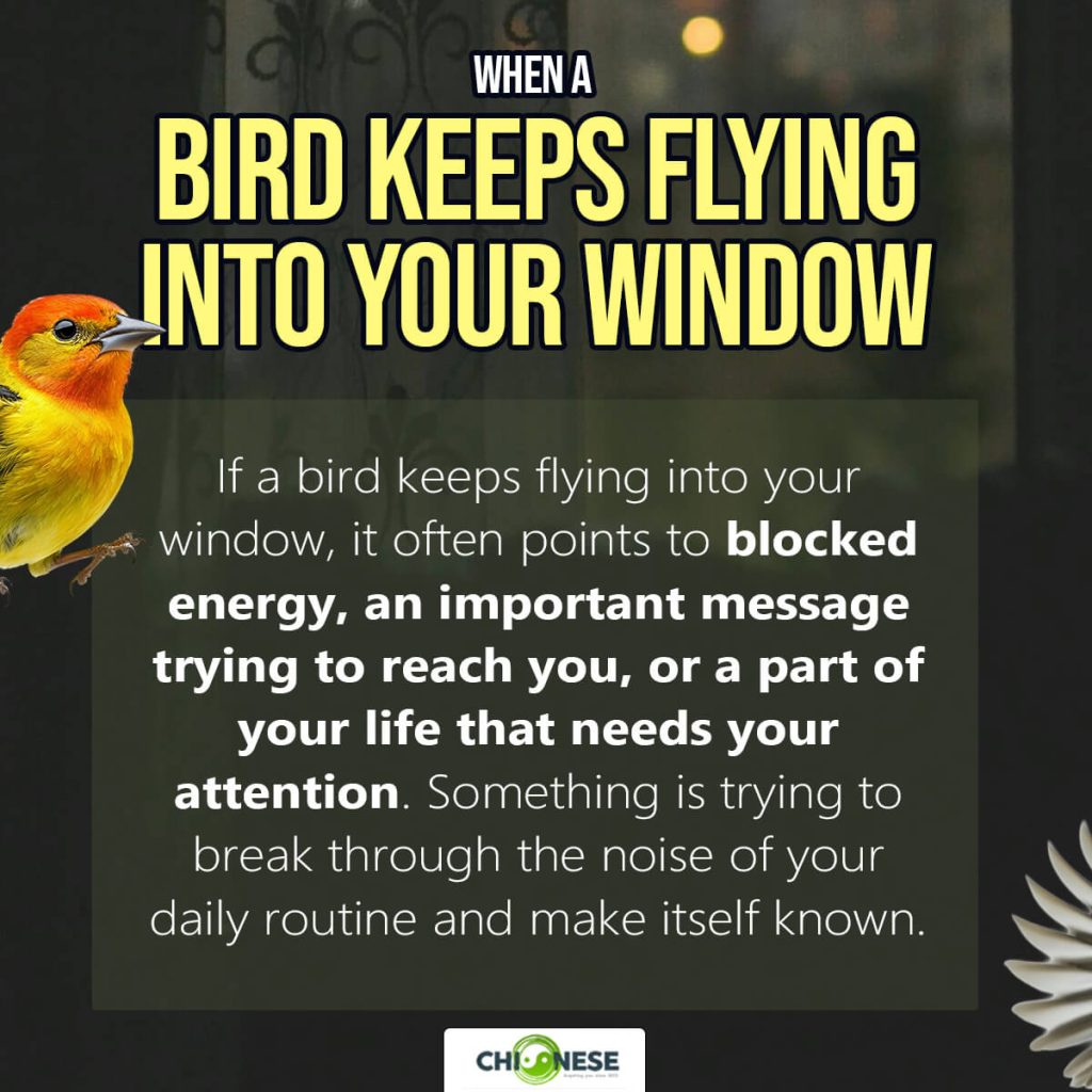 bird keeps flying into window spiritual meaning