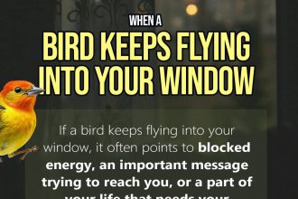 bird keeps flying into window spiritual meaning