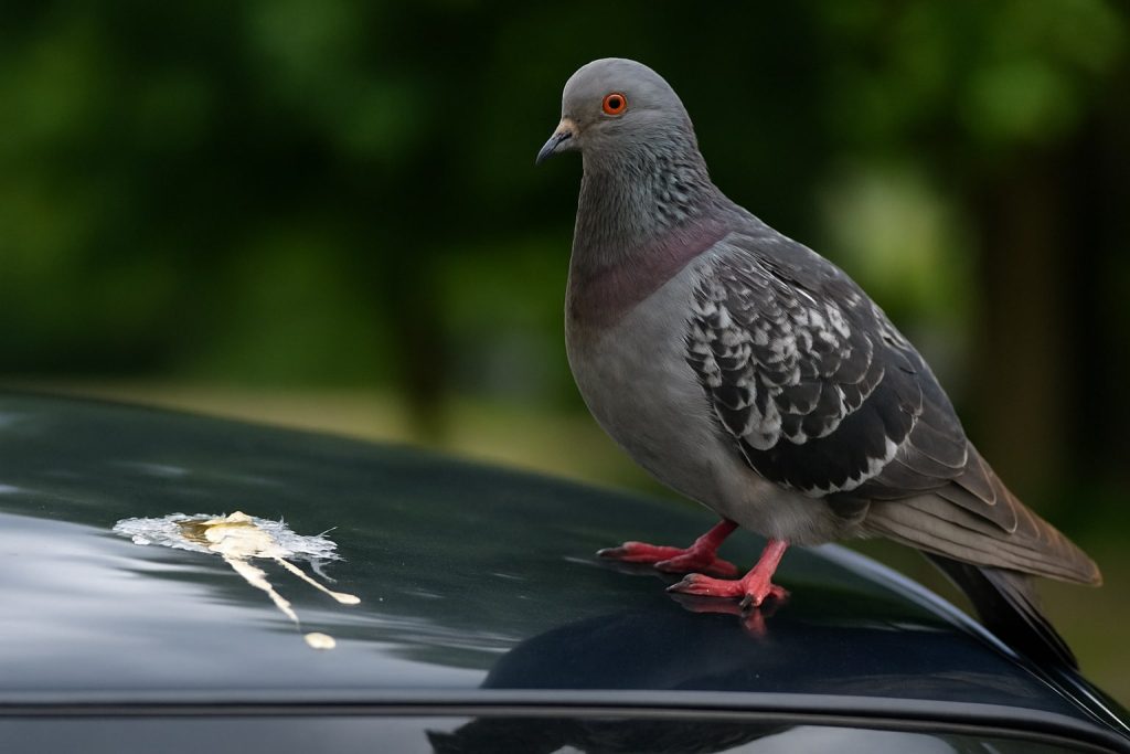 bird poop on car