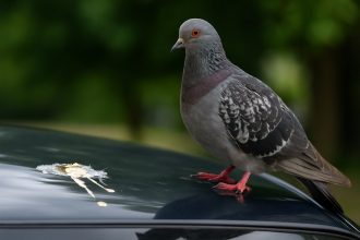 bird poop on car