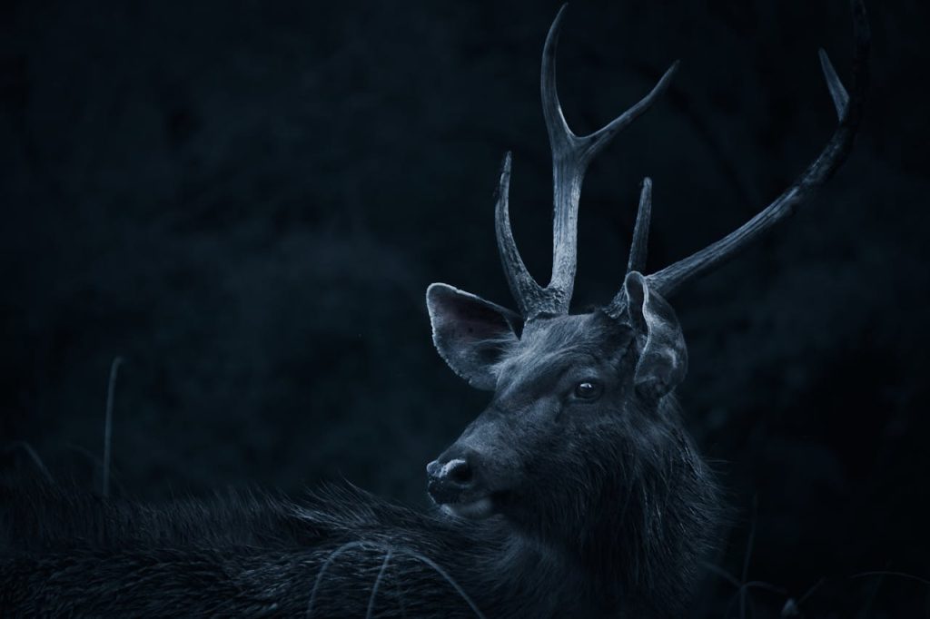 What Does It Mean When a Deer Stares at You