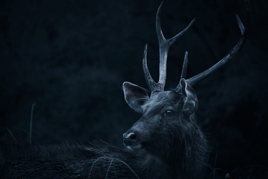 What Does It Mean When a Deer Stares at You